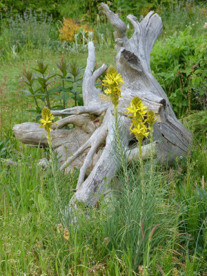 2016-05-17 Asphodeline lutea.jpg