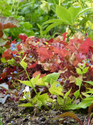 2016-05-17 Brunnera 'Dianes Gold'.jpg