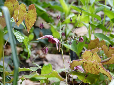 2016-05-17 Epimedium 'William Stearn'.jpg