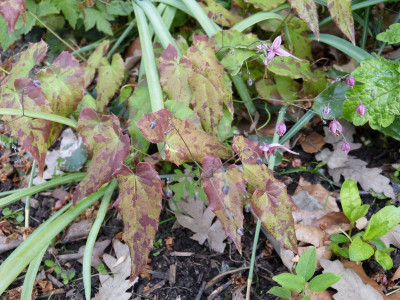2016-05-17 Epimedium 'William Stearn' 2.jpg