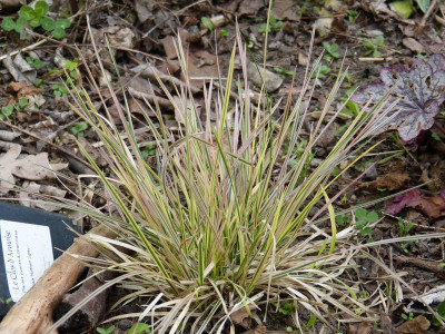 2016-05-17 Gräser - Deschampsia 'Northern Lights'.jpg
