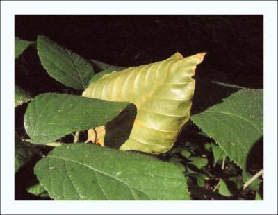 BLATT_FR_2209_RI.jpg