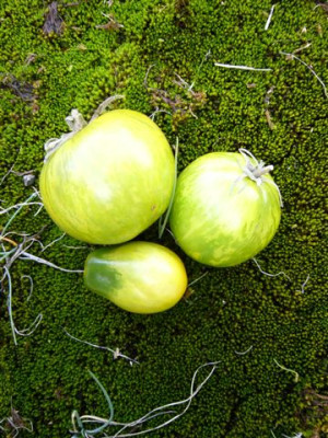 grune_Tomaten_017.jpg