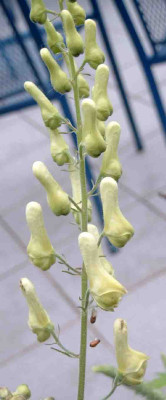 Aconitum_lycoctonum.jpg