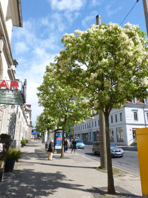 2016-05-14 Treffen Dresden Straßenbaum 2.jpg