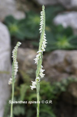 Sp._spiralis_0906.JPG