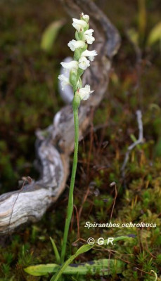 Sp._ochroleuca_0906.JPG
