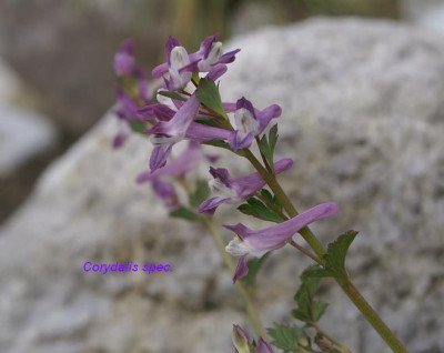 Corydalis_spec..JPG