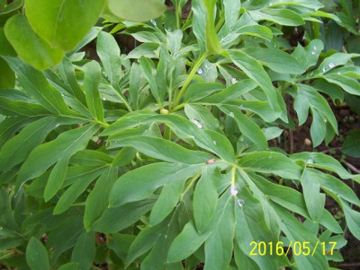 100_6341 Laub P. off. Riviére.jpg