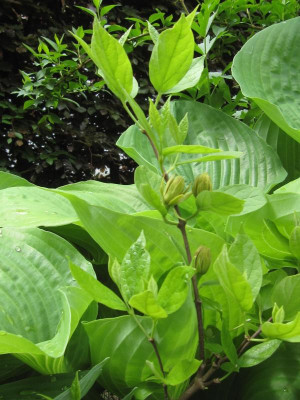 CalycanthusAthens.jpg