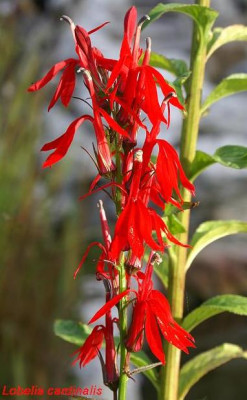 Lobelia_carinalis.JPG