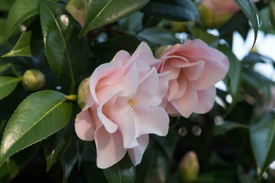 Camellia jap. 'Hagoromo'.jpg