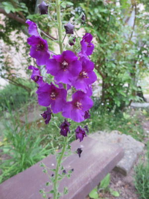 Connis Garten Verbascum phoeniceum_3478.jpg