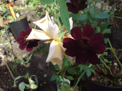 cafe_und_schokoblume_1.JPG