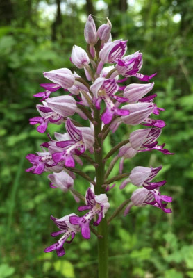 Orchis militaris 05-2016.jpg