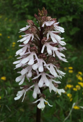 Orchis purpurea B 05-2016.jpg