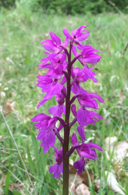 Orchis mascula A 05-2016.jpg
