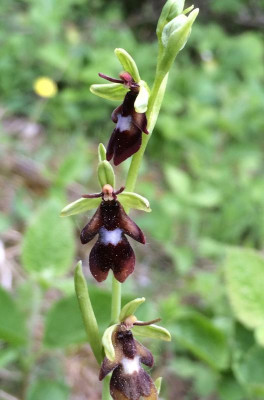 Ophrys insectifera 05-2016.jpg