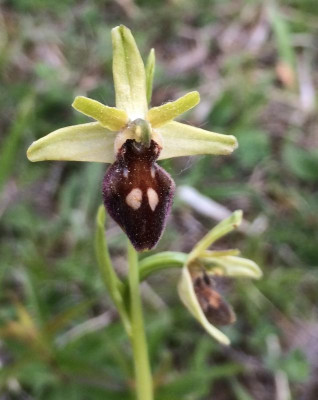 Ophrys sphegodes 05-2016.jpg
