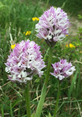 Neotinea tridentata A 05-2016.jpg