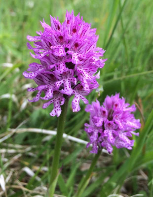 Neotinea tridentata B 05-2016.jpg