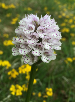 Neotinea tridentata C 05-2016.jpg