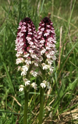 Neotinea ustulata 05-2016.jpg