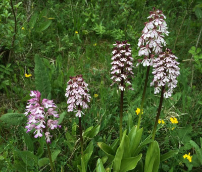 Orchis purpurea C 05-2016.jpg