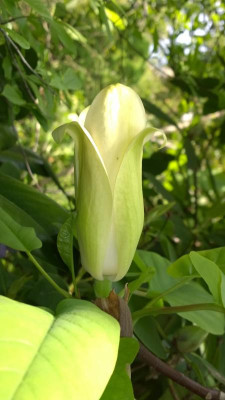 WP_20160518_025 Magnolia fraseri ssp.fraseri.jpg