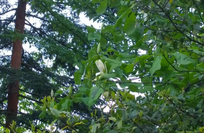 WP_20160518_023-1 Magnolia fraseri ssp.pyramidata.jpg