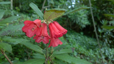WP_20160518_022 Rhododendron venator aff.APA087.jpg