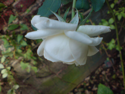 boule_de_neige_2.JPG