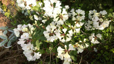 WP_20160518_007 Rhododendron decorum Bu299.jpg