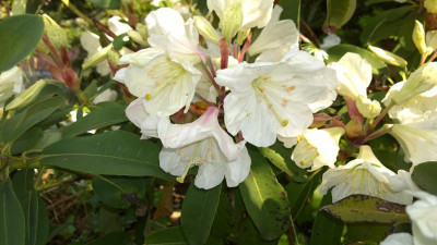 WP_20160518_008 Rhododendron decorum Bu299.jpg