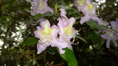 WP_20160515_028 Rhododendron searsiae.jpg