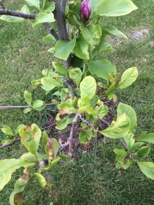 IMG_Magnolie.JPG