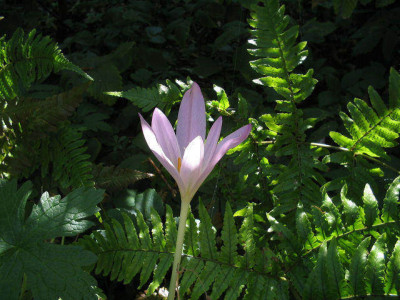 Colchicum_1a.jpg