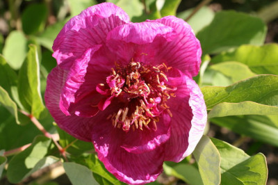 Paeonie obovata3.JPG
