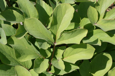 P.obovata blatt.JPG