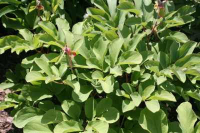 P.obovata blatt 1.JPG