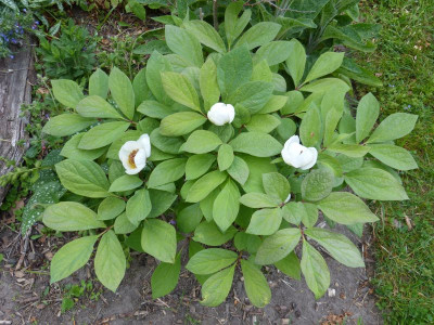 2016-05-18 Paeonia obovata 2.jpg