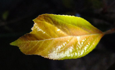 Blatt-mit-Blitz.jpg