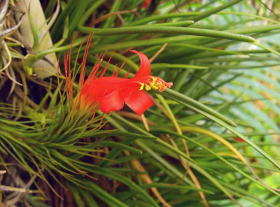 Tillandsia_funckiana_06-01.jpg