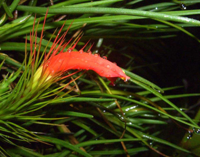 Tillandsia_funckiana_06-02.jpg