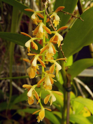 Epidendrum_ferrugineum.jpg