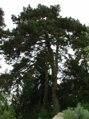 Pinus_nigra.JPG