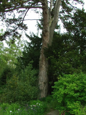 Pinus_nigra_Stamm.JPG