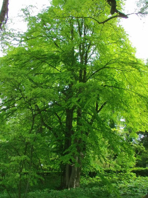 Cercidiphyllum_japonicum.JPG
