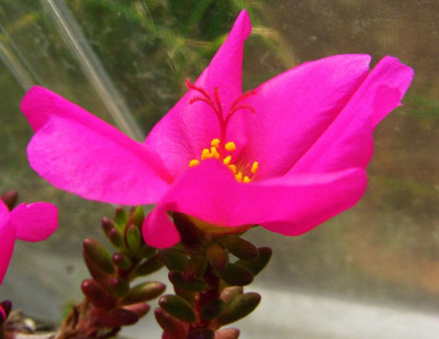 Portulaca_06.jpg