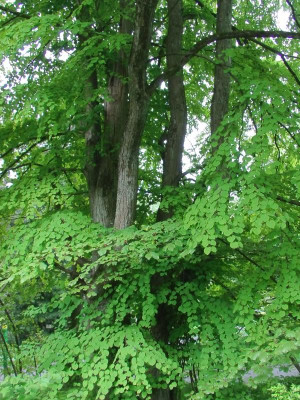 Cercidiphyllum_japonicum_Stamm.JPG